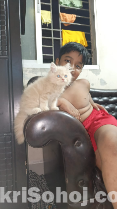 Persian cat